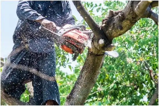 tree services Zavalla